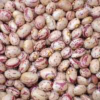 لوبیا چیتی زودپز   اعلا (1 کیلویی )