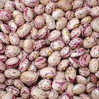 لوبیا چیتی زودپز   اعلا (1 کیلویی )