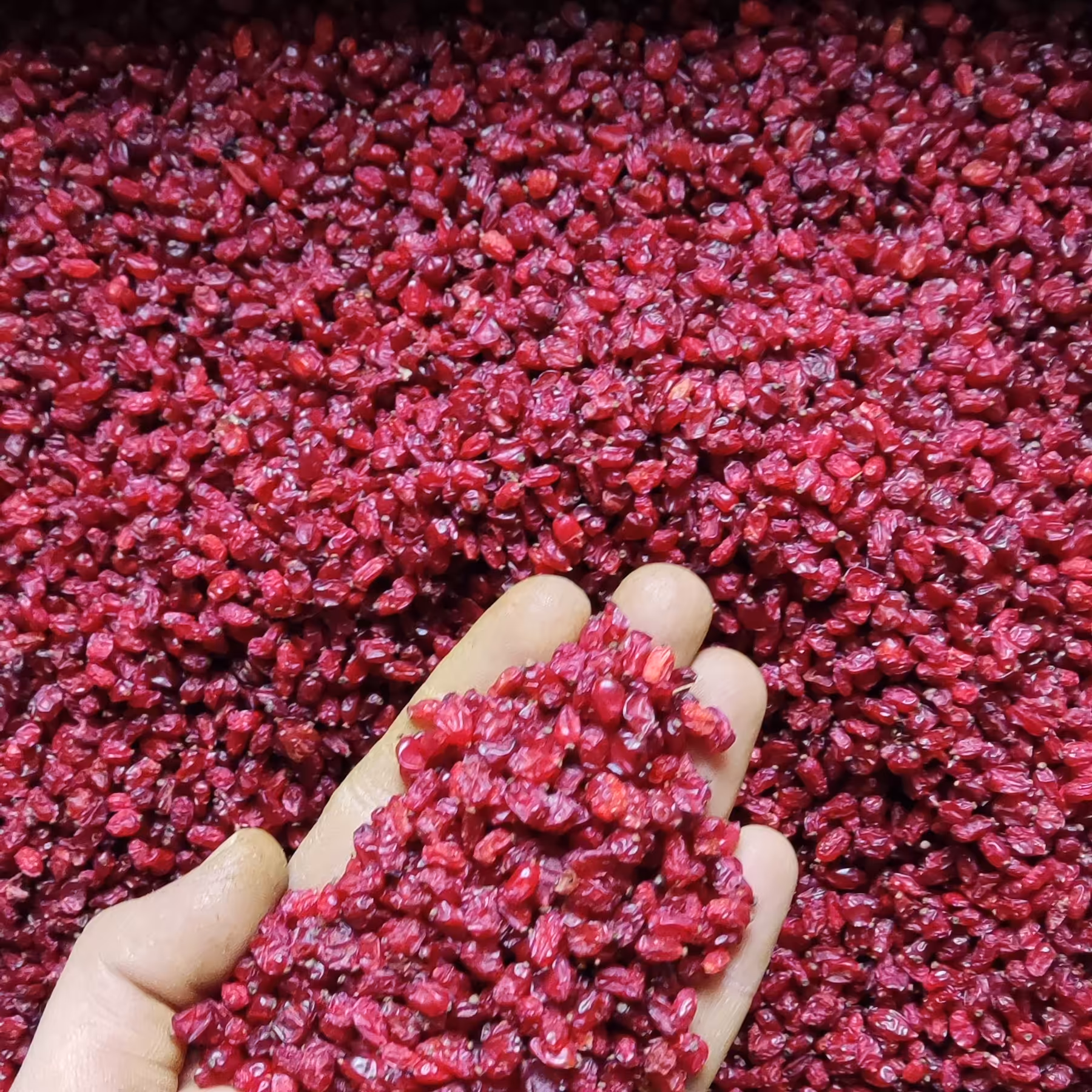 زرشک اناری درجه یک امسالی (پنج کیلو) بسیار خوش رنگ درتهران بیواسطه (کیلویی247)