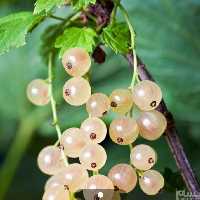 نهال کارنت سفید نروژی
