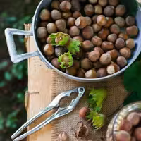 فندوق ایرانی