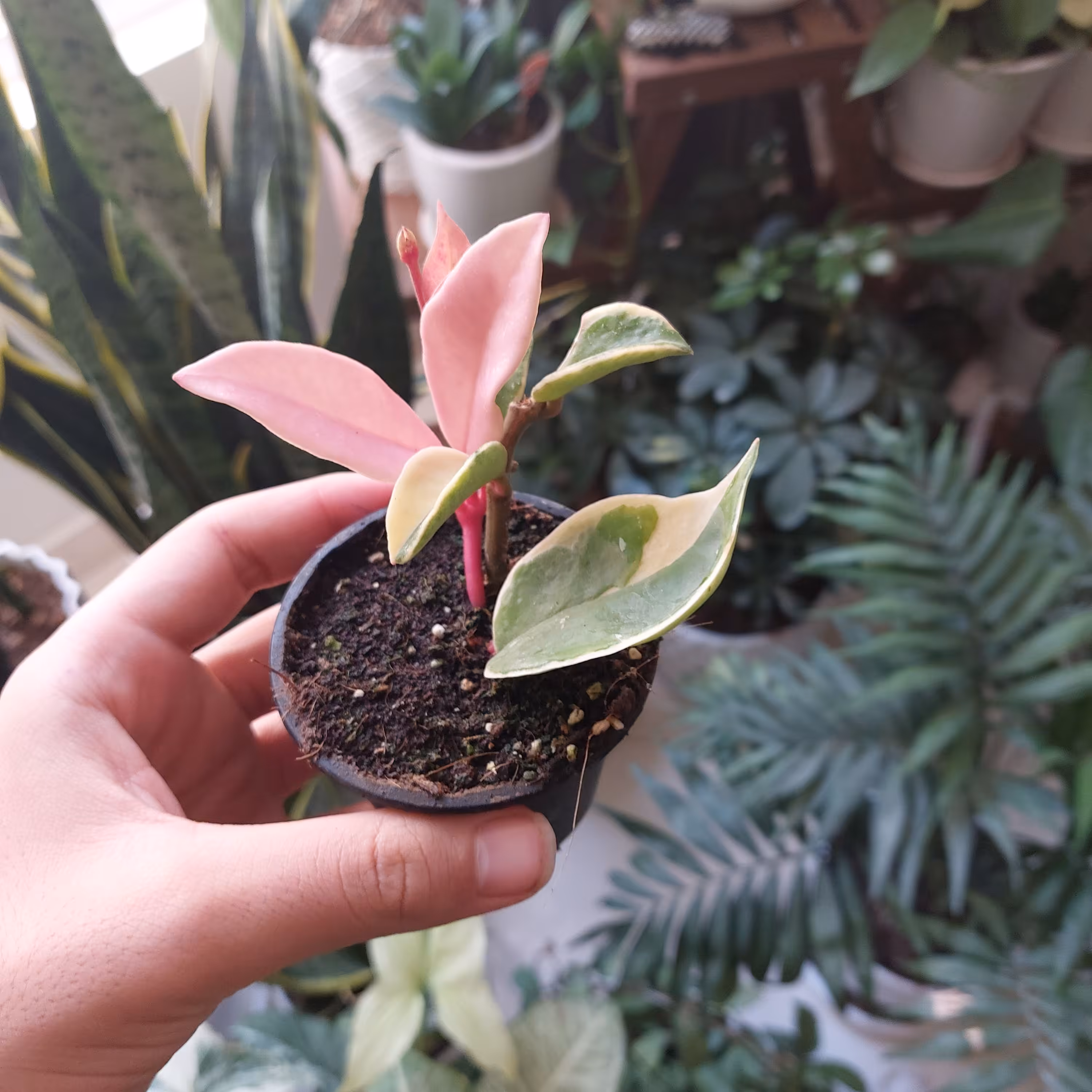 گل هویا  کریمسون کویین خاص و زیبا