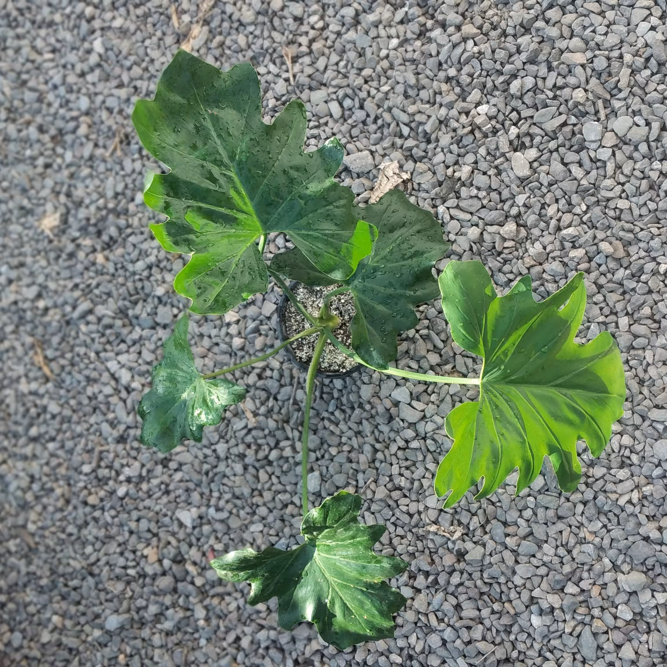 برگ انجیری فر سطل 4