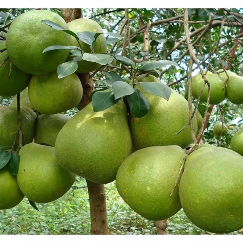 نهال پوملو سبز توسرخ

