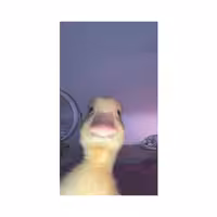 استیکر لپ تاپ مدل funny کد 2732