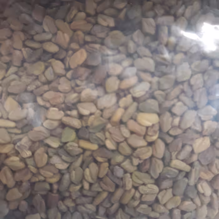 تخم شنبلیله سُرت شده                                  