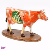 بازی آموزشی مدل مولاژ آناتومی گاو کد A022-Wooden