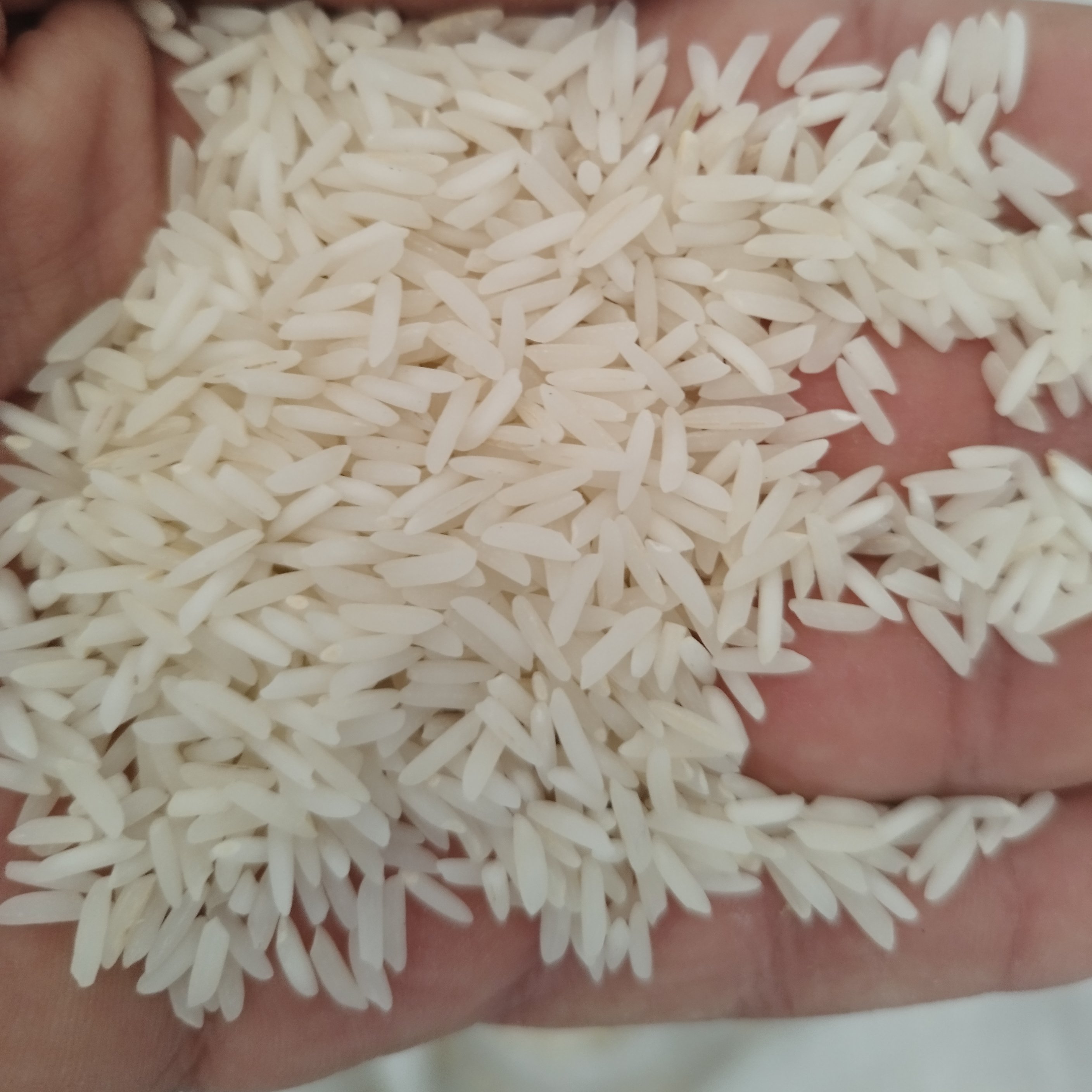 برنج طارم محلی فریدونکنار(طارم سنگی) مستقیم از تولید کننده 10 کیلویی دو بوجاره ارسال بصورت پسکرایه