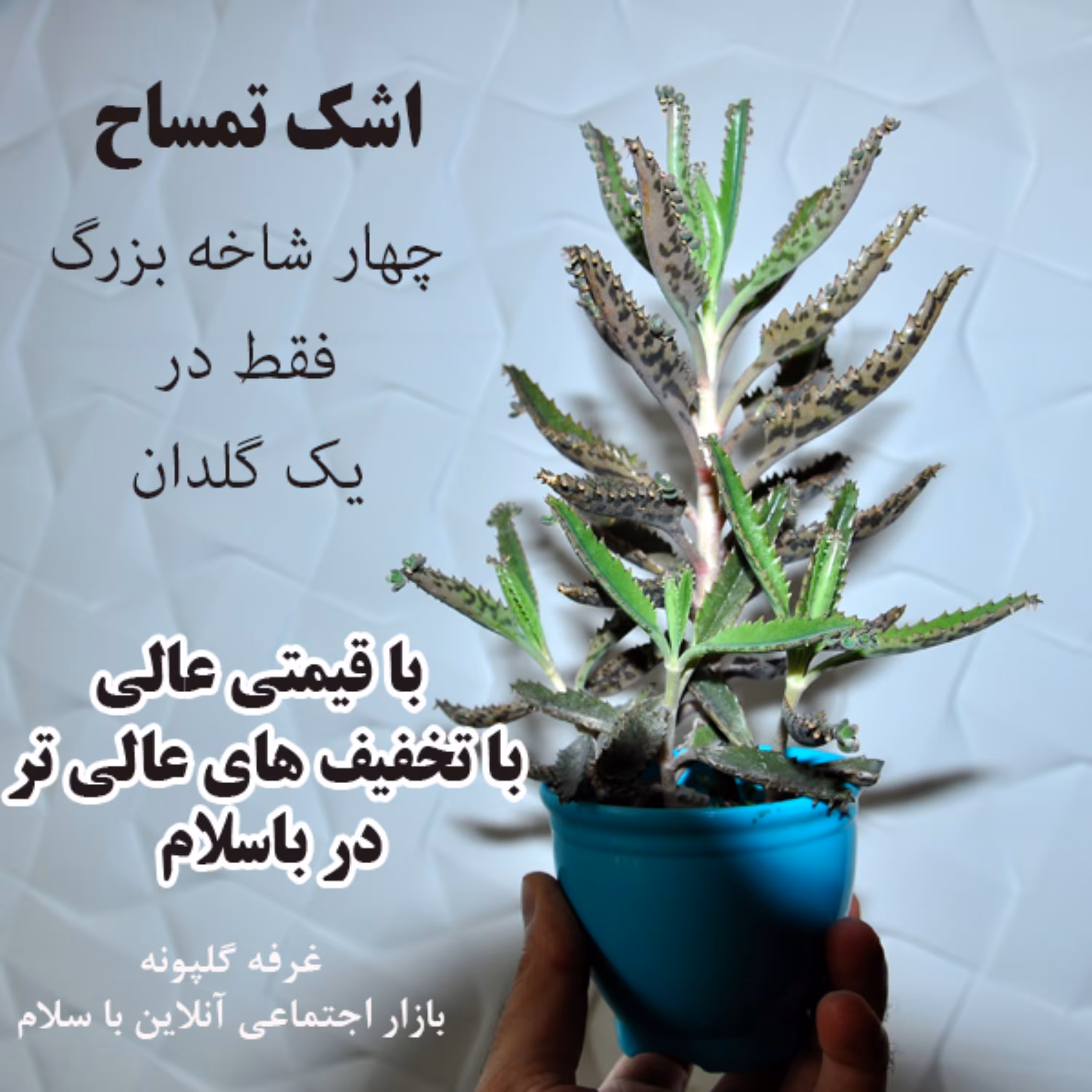 چهار شاخه بزرگ اشک تمساح فقط در یک گلدان زیبا و زیرگلدانی
