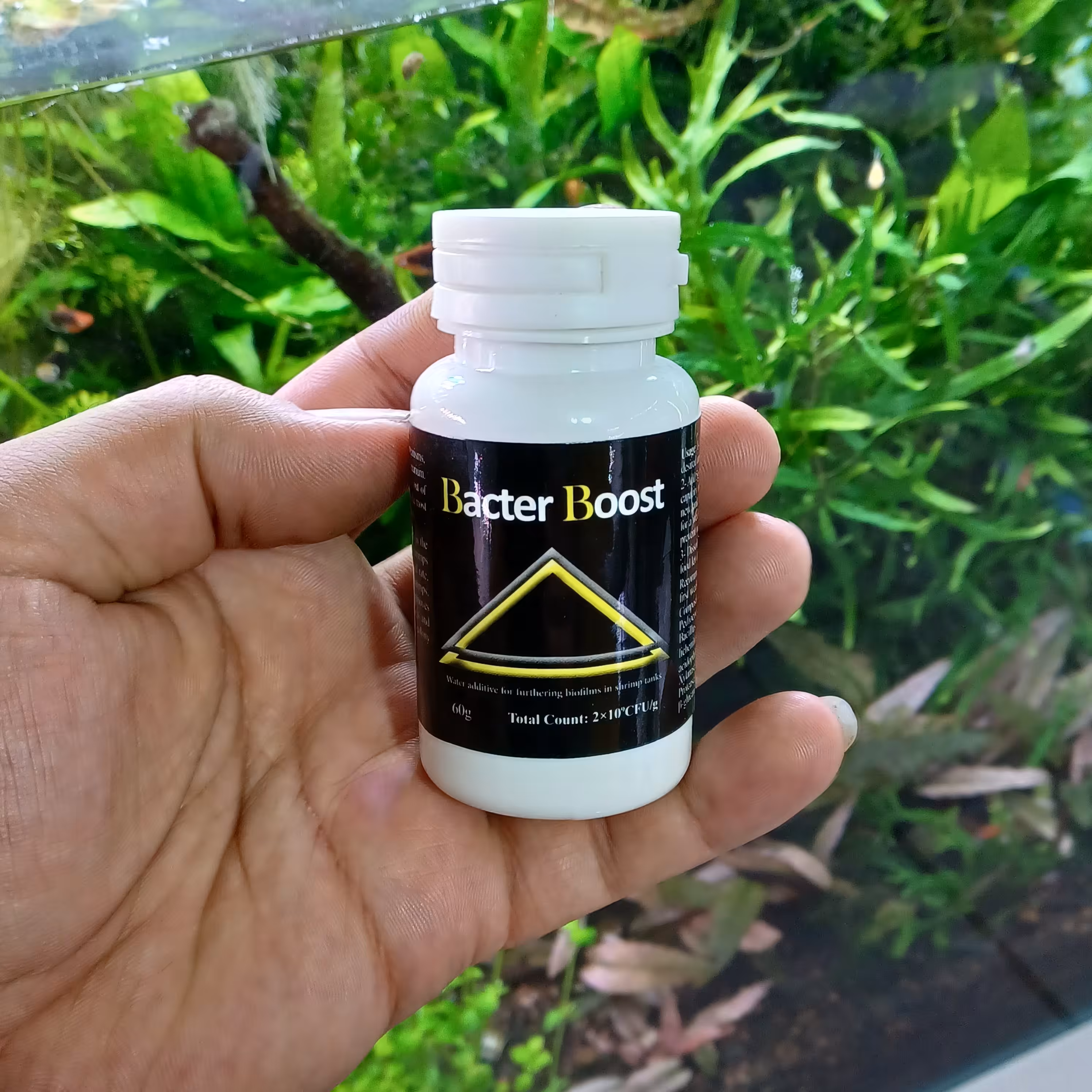 باکتری آکواریوم