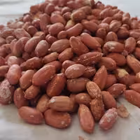 بادام زمینی 1000 گرمی درشت امساله آستانه درجه یک