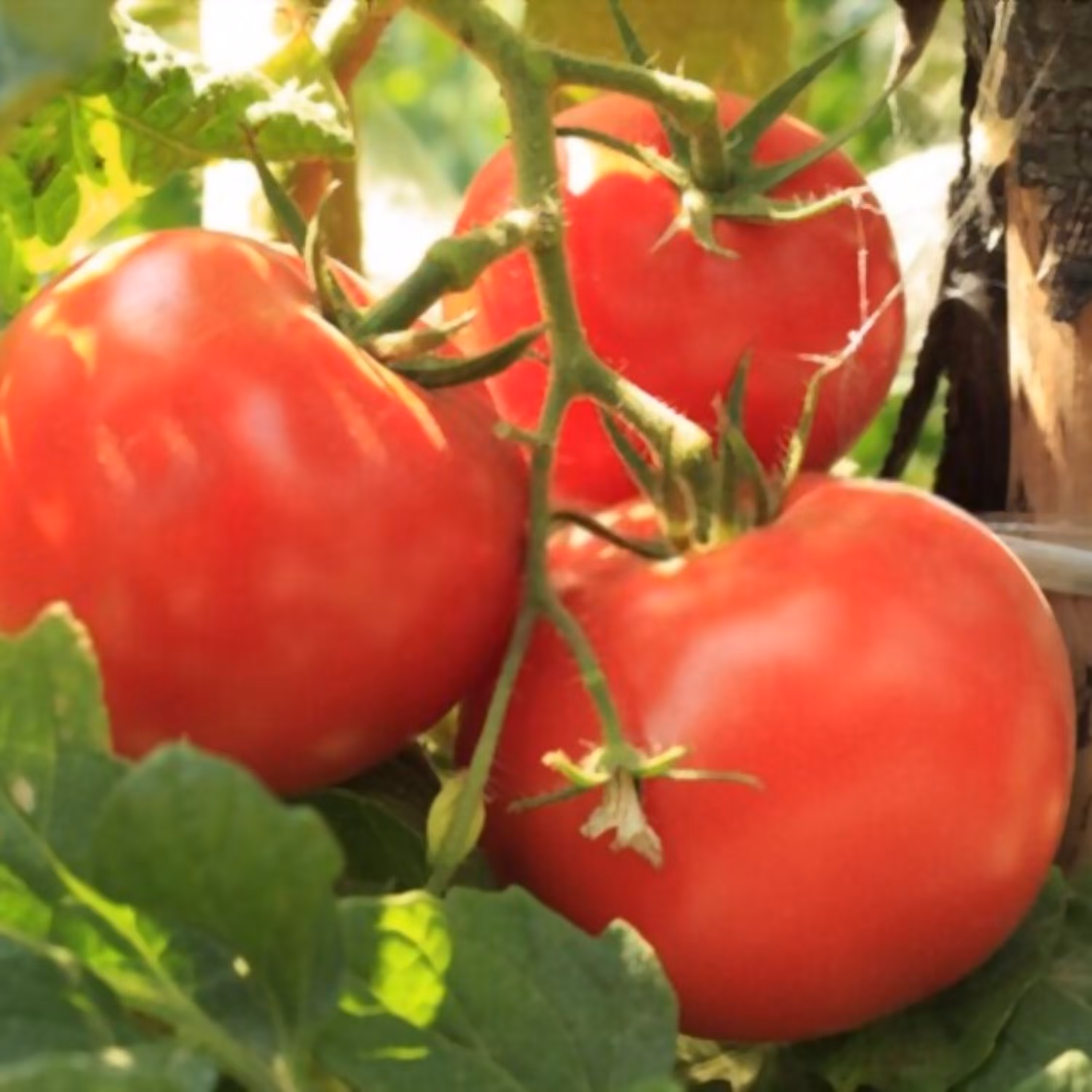 بذر گوجه فرنگی قرمز بوته ای هیبرید
