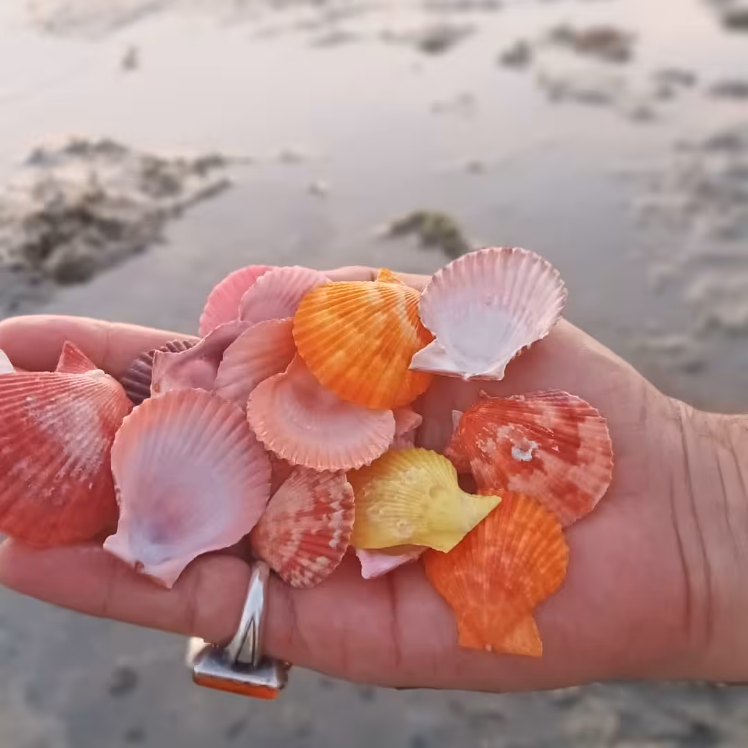 5 عدد صدف کفه ای رنگی چیپسی  در رنگ و سایزهای مختلف ( بادبزنی)(سلطنتی) 