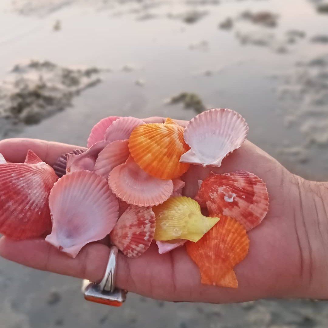 5 عدد صدف کفه ای رنگی چیپسی  در رنگ و سایزهای مختلف ( بادبزنی)(سلطنتی) 