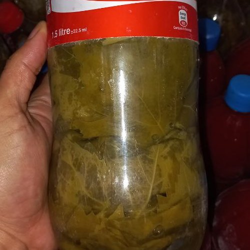برگ مو