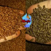 غذای ماهی روابی  استیک سایز 2  اسپیرو استا 100 گرمی کوی و چانا و اروانا و...