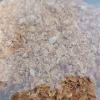 پیاز داغ آماده بدون روغن نگینی