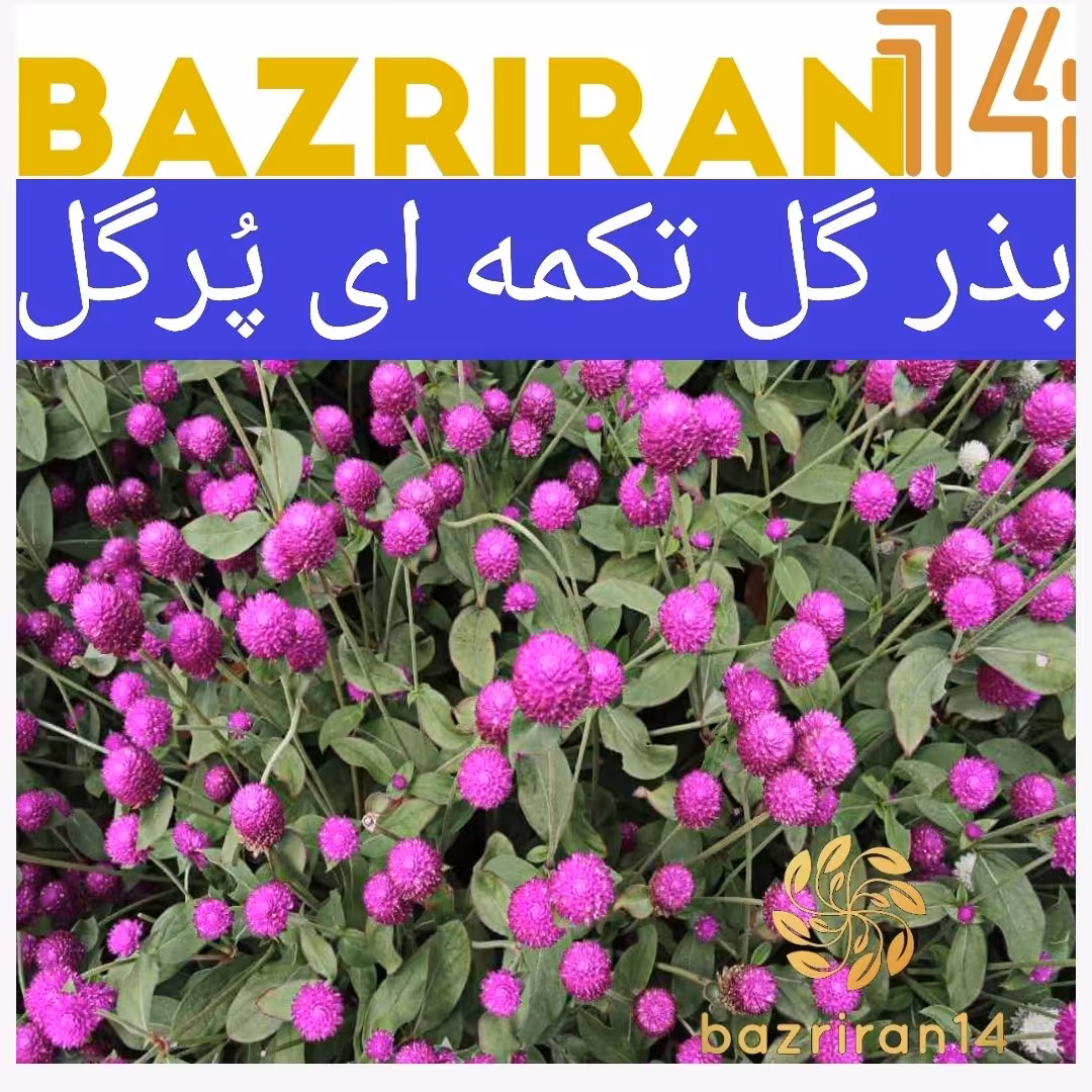 بذر گل تکمه ای رنگی پُرگل ( گل خشک ) با کیفیت