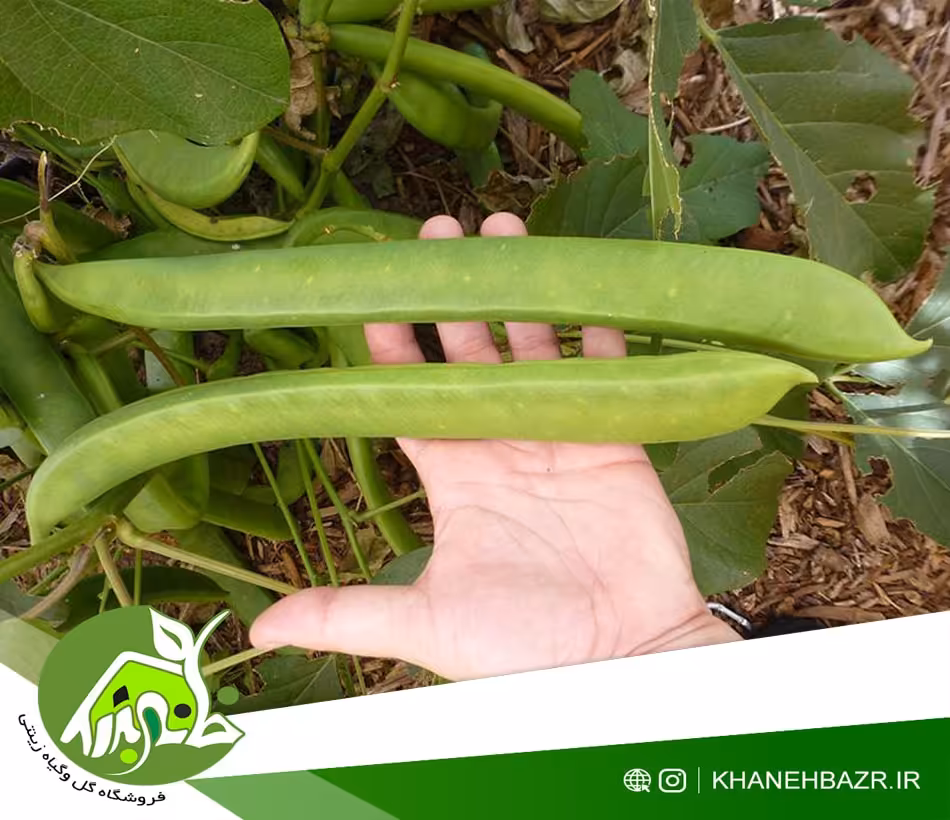بذر لوبیا جک غول پیکر - خانه بذر | فروشگاه بذر وارداتی گل و گیاه زینتی 1404