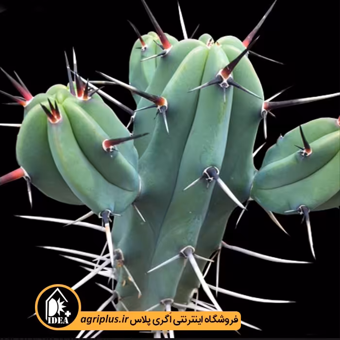 بذر کاکتوس Myrtillocactus Geometrizans