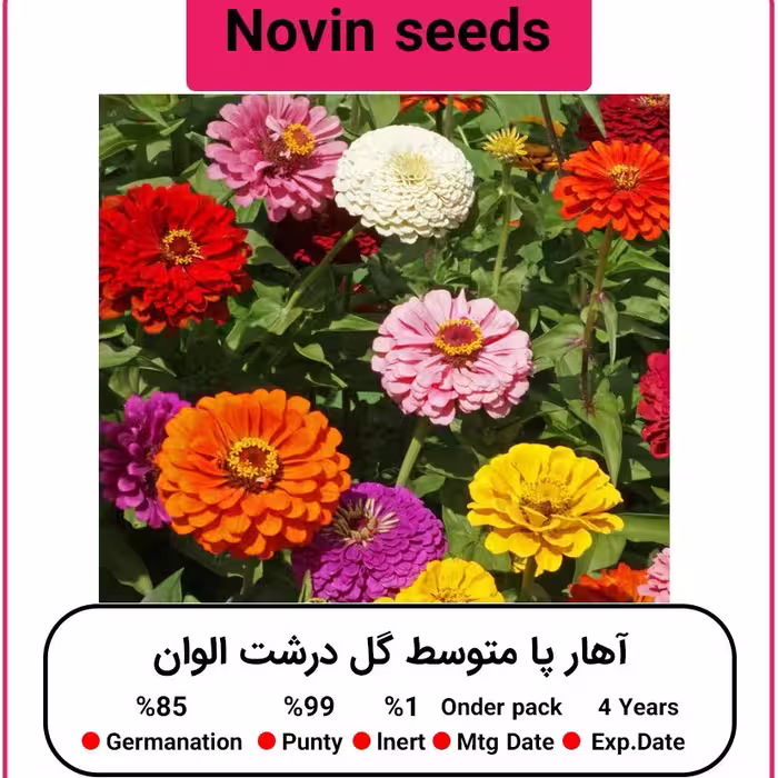بذر گل آهار پا متوسط الوان
