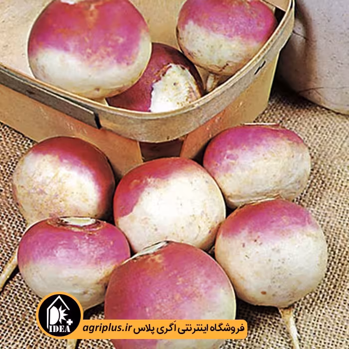 بذر شلغم دو رنگ قدس