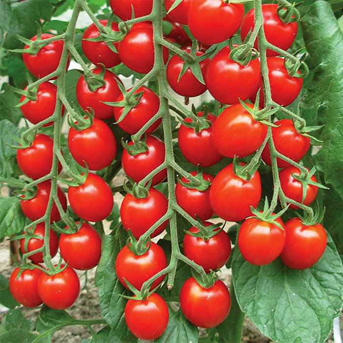 گوجه چری قرمز