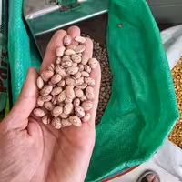 لوبیا چیتی دستچین و بوجار شده 10کیلویی 