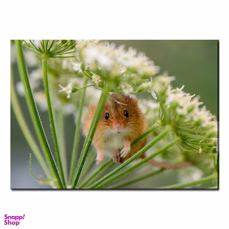 تابلو آهنربایی طرح موش گل پاکتی کد SAB.1