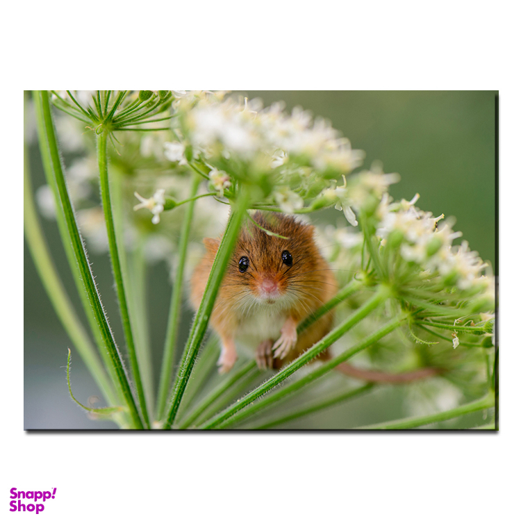 تابلو آهنربایی طرح موش گل پاکتی کد SAB.1