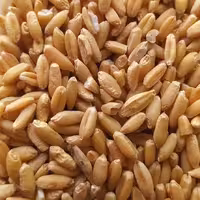 گندم تمیز اعلا  500 گرمی 