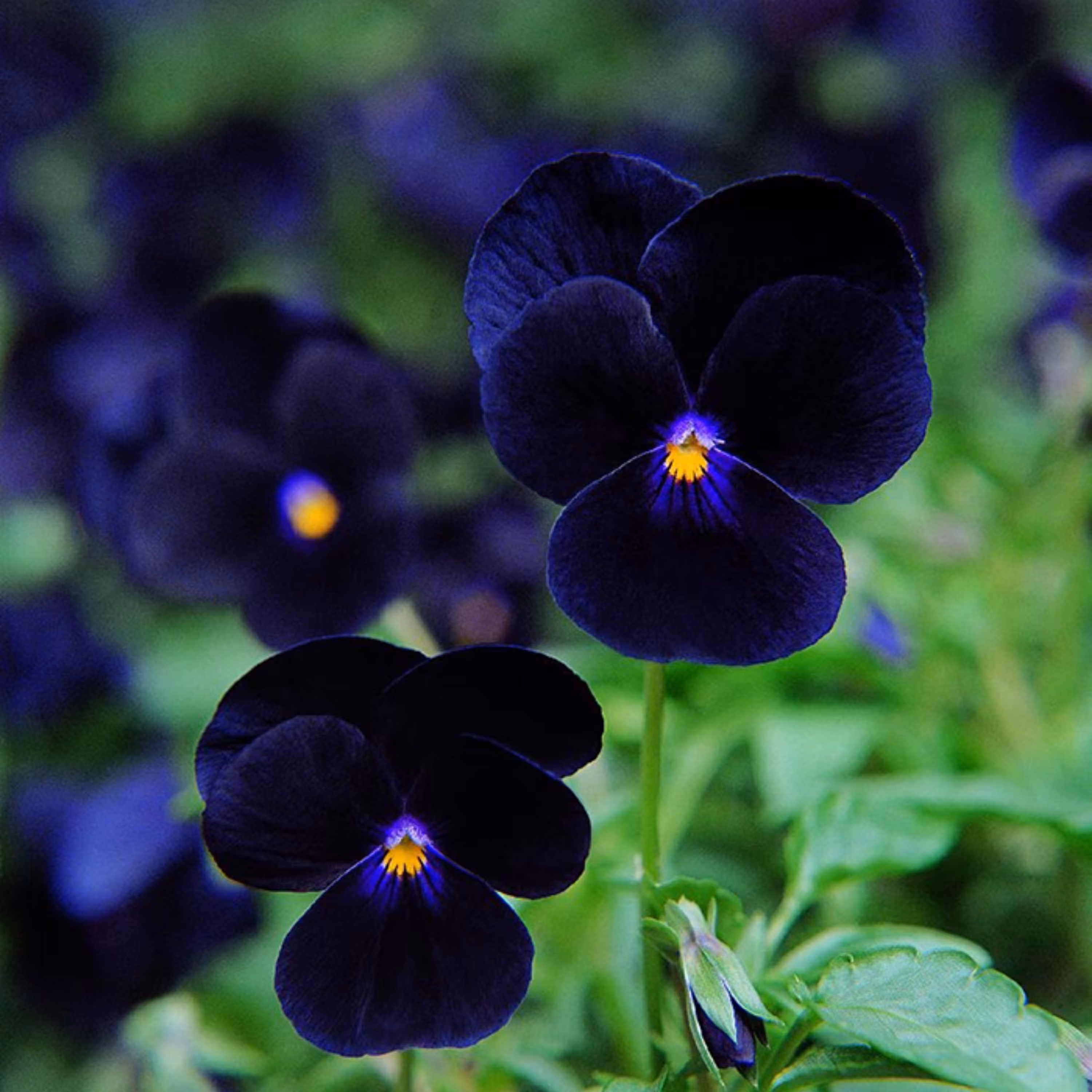 بذر گل بنفشه خوراکی تزئینی مشکی بسته 200 عددی