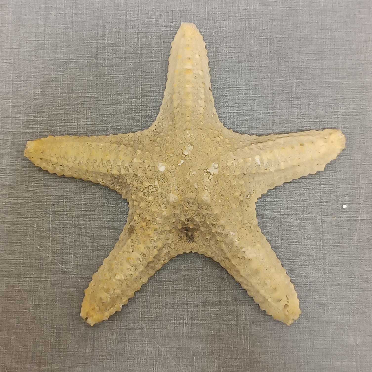 ستاره دریایی کد bs16