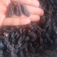 مویز  صادراتی