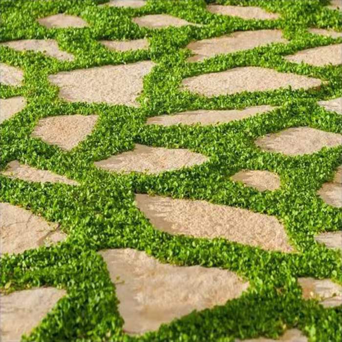 بذر چمن دایکوندرا