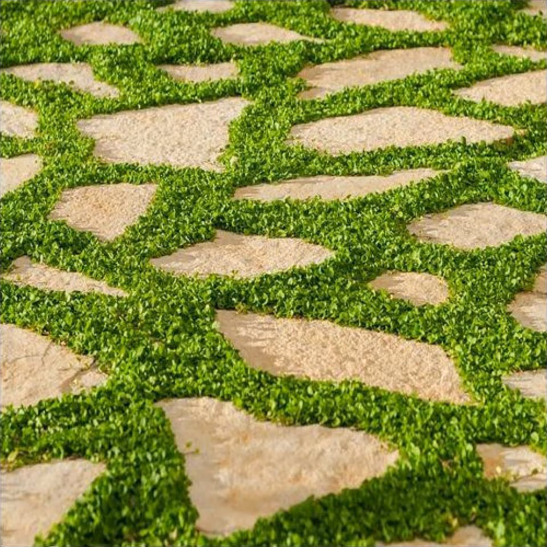بذر چمن دایکوندرا