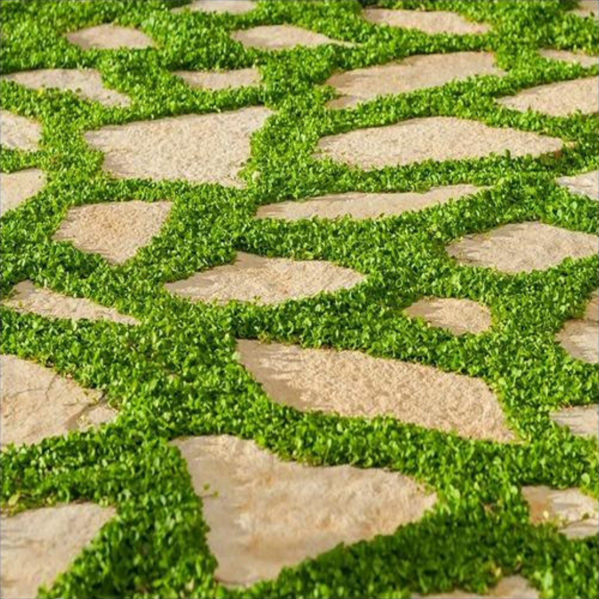 بذر چمن دایکوندرا