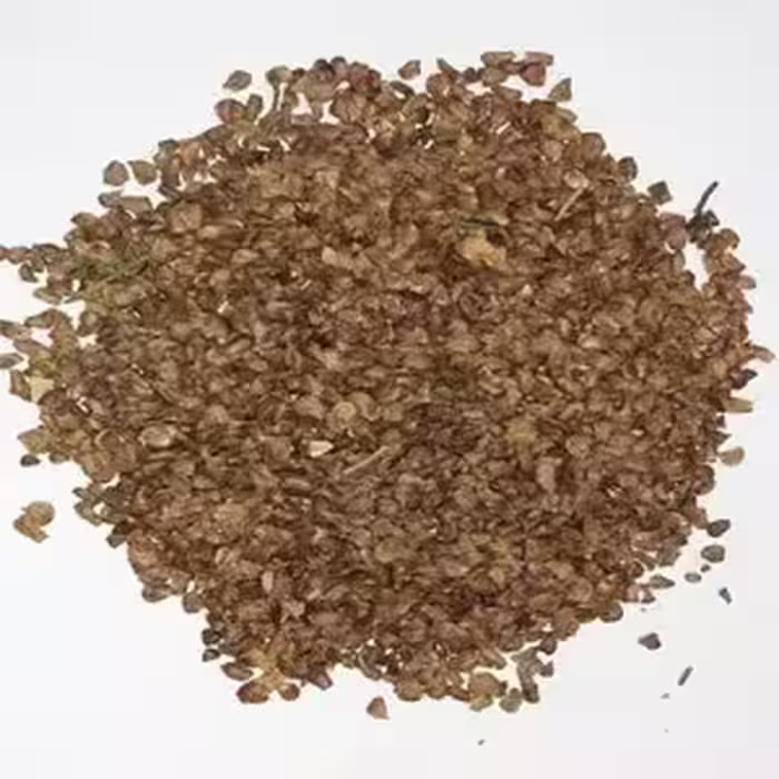 بذر درخت سرو شیراز