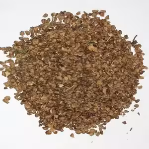 بذر درخت سرو شیراز