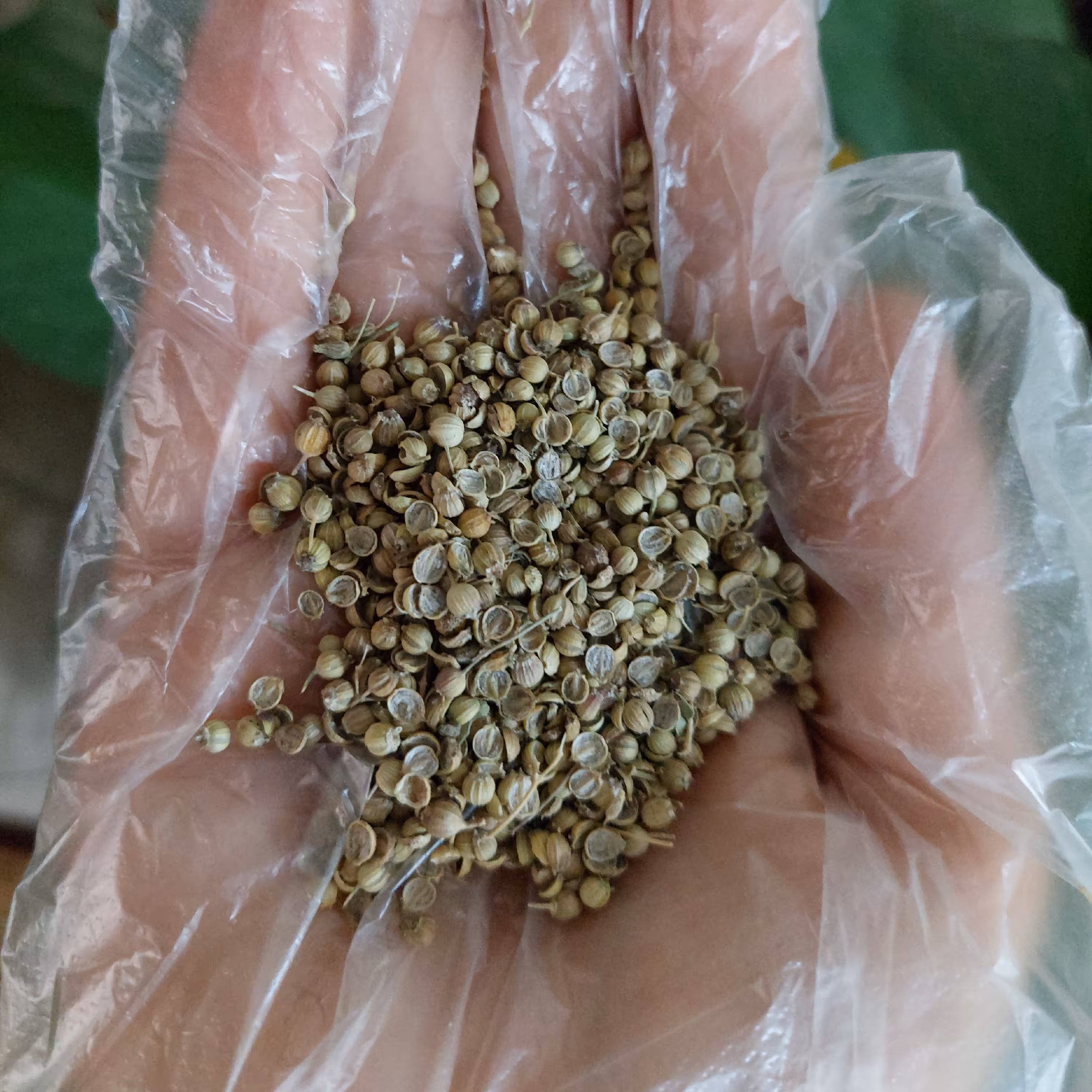 تخم گشنیز  محلی  در بسته های 100  گرم  