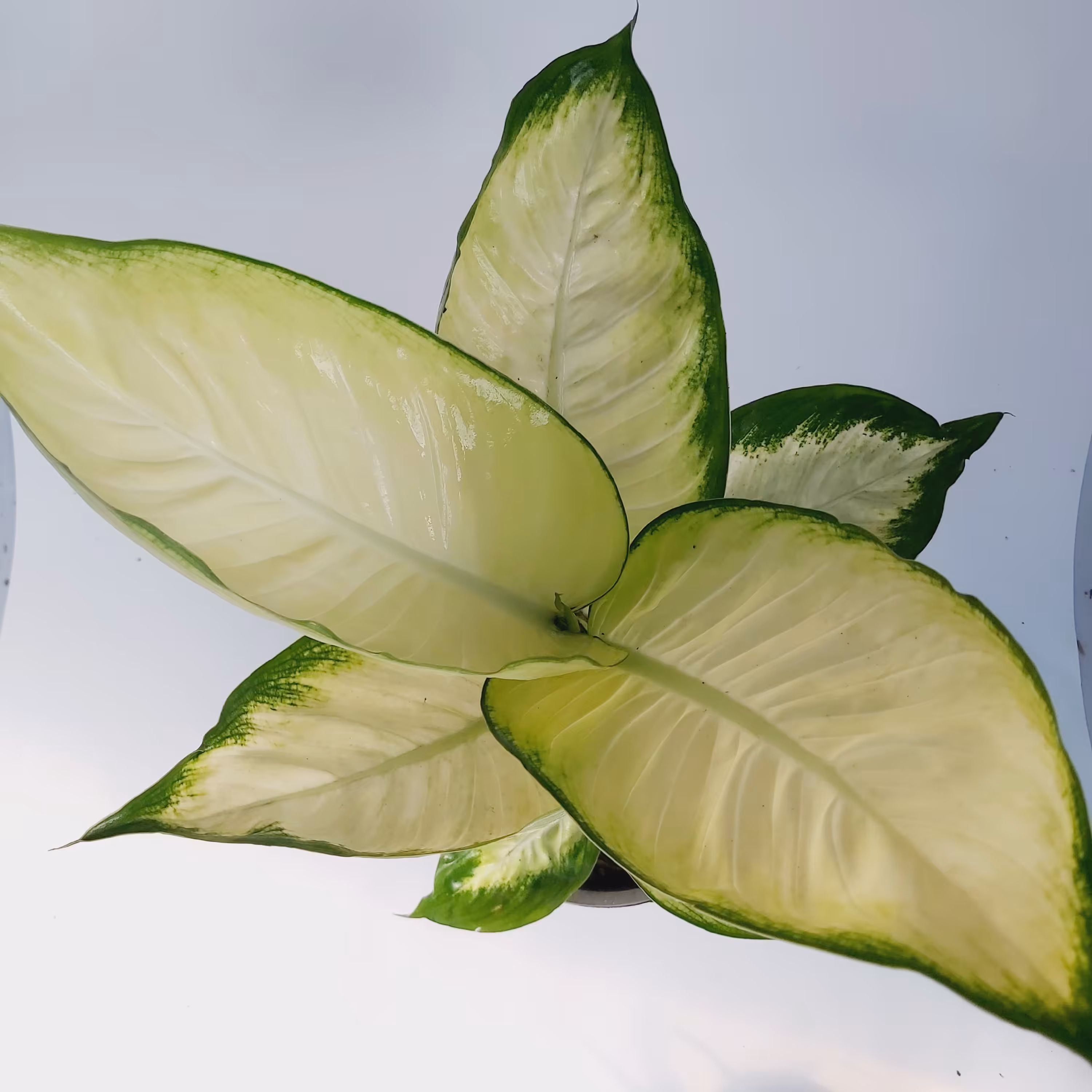 گل دیفن کاملیا با گلدان لاکی مشکی با کیفیت عالی (مستقیم از تولید کننده خرید بفرمائید)