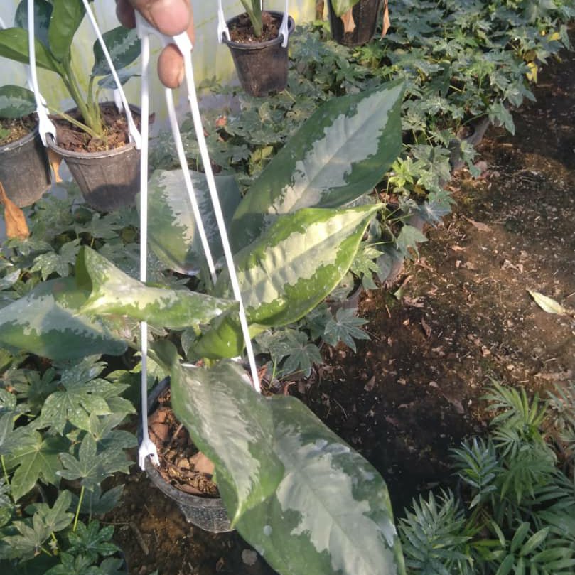 آکلونما هندوانه ای