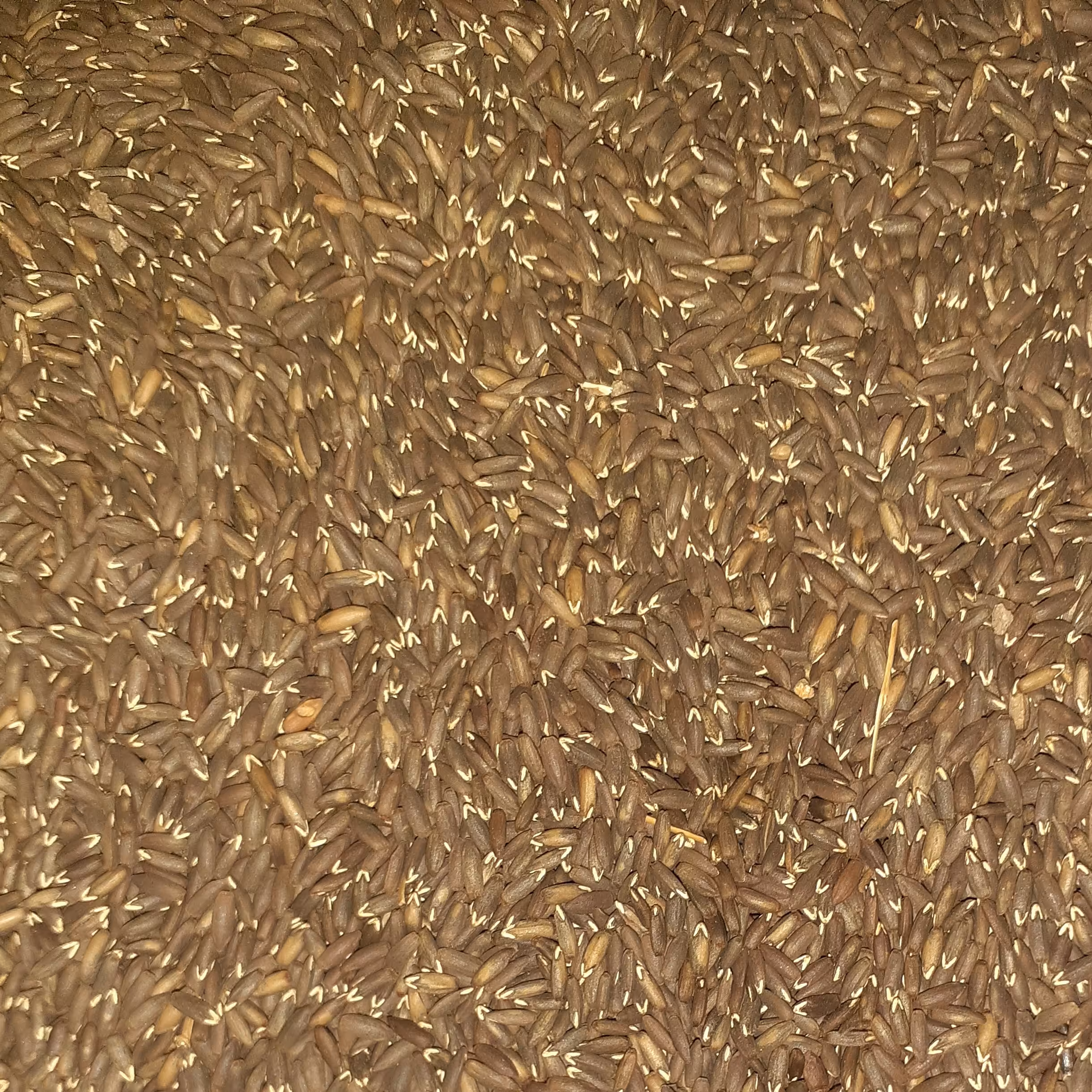 بذرءک اعلاء