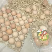 تخم مرغ  ارگانیک  30 عددی