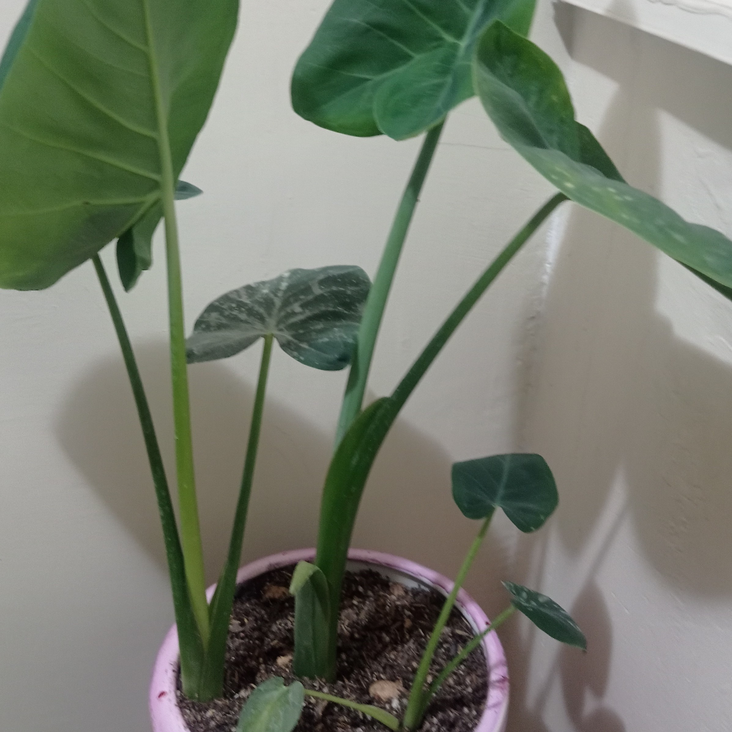 گل گلدانی بابا ادم بلک با گلدان پس کرایه 