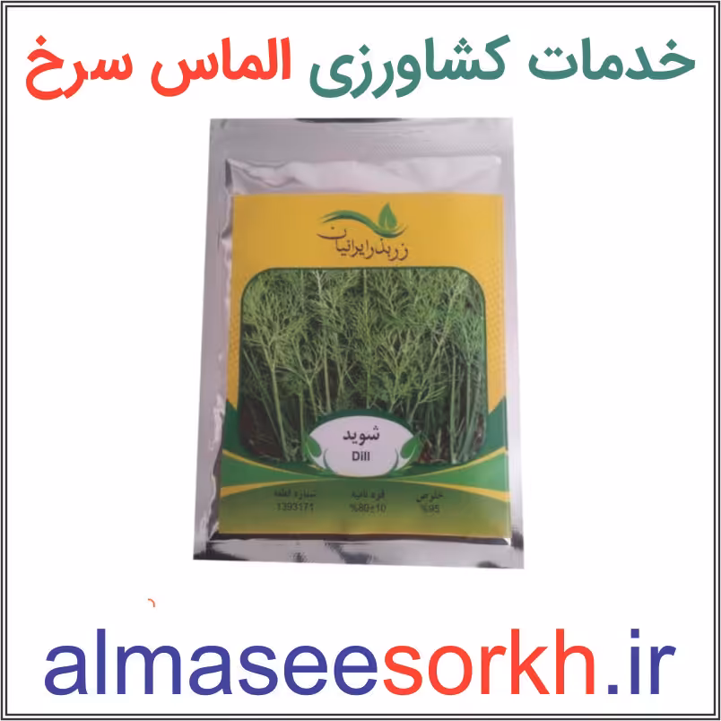 بذر شوید ورامینی ممتاز زر بذر ایرانیان | گیاه پزشکی الماس سرخ