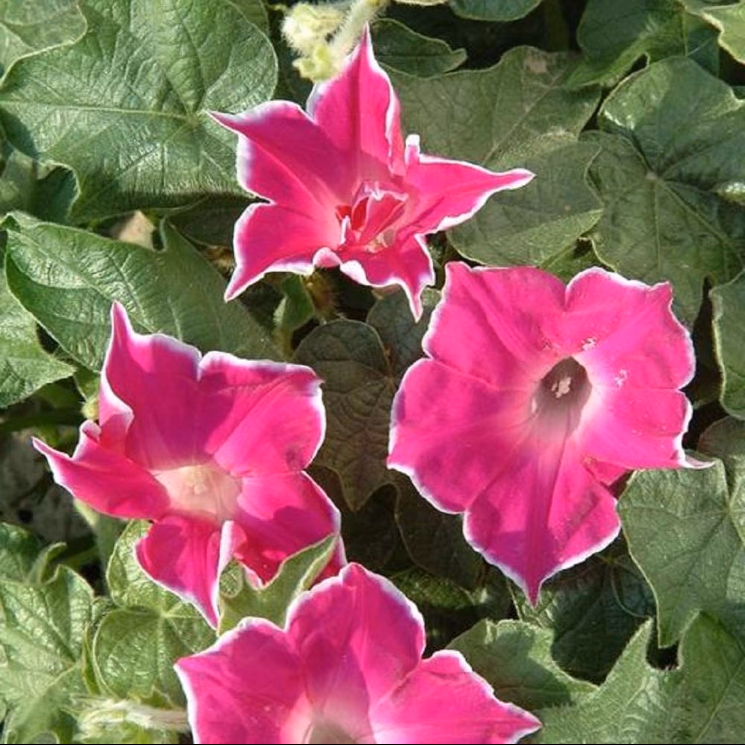 بذر نیلوفر ژاپنی لب سفید 10عددی