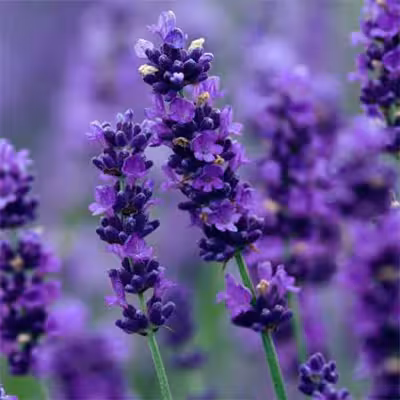 بذر اسطوخودوس
