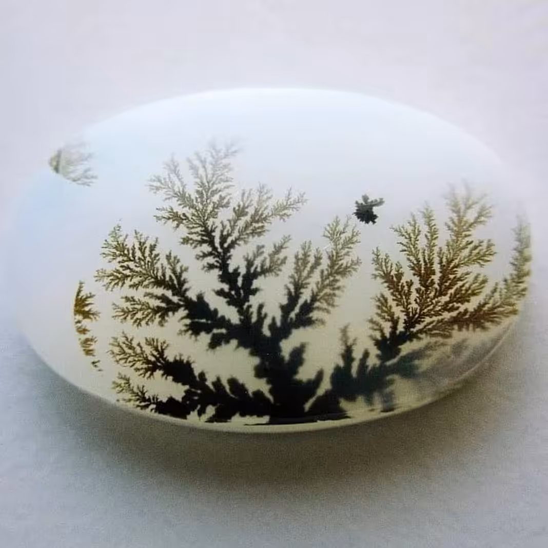 شجر  ناب قائن