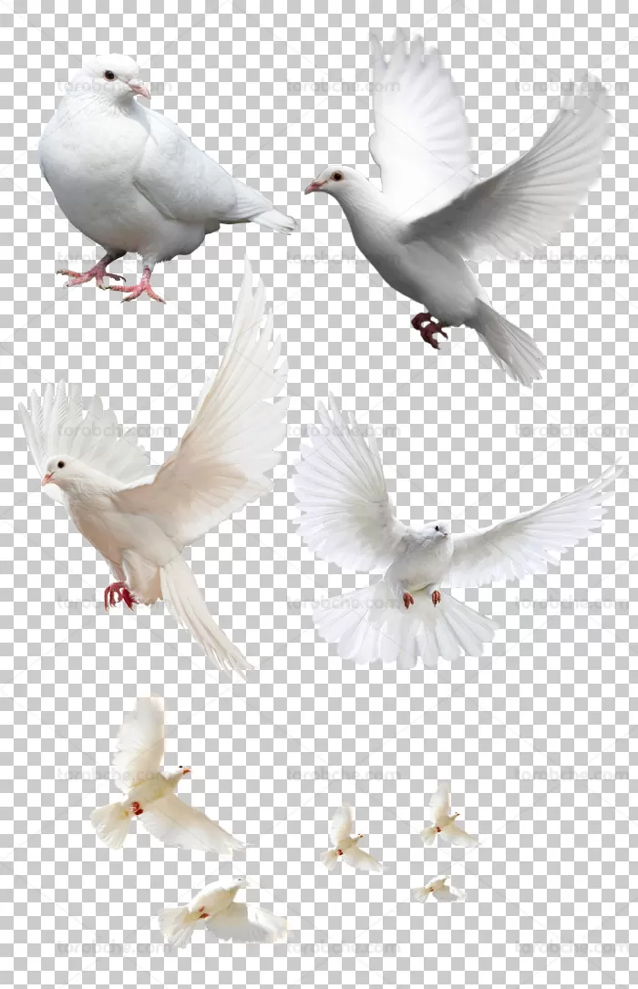 عکس کبوتر سفید بدون پس زمینه | گرافیک با طعم تربچه